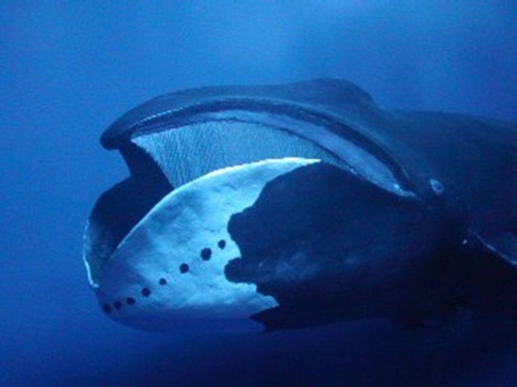 Bowhead Whale