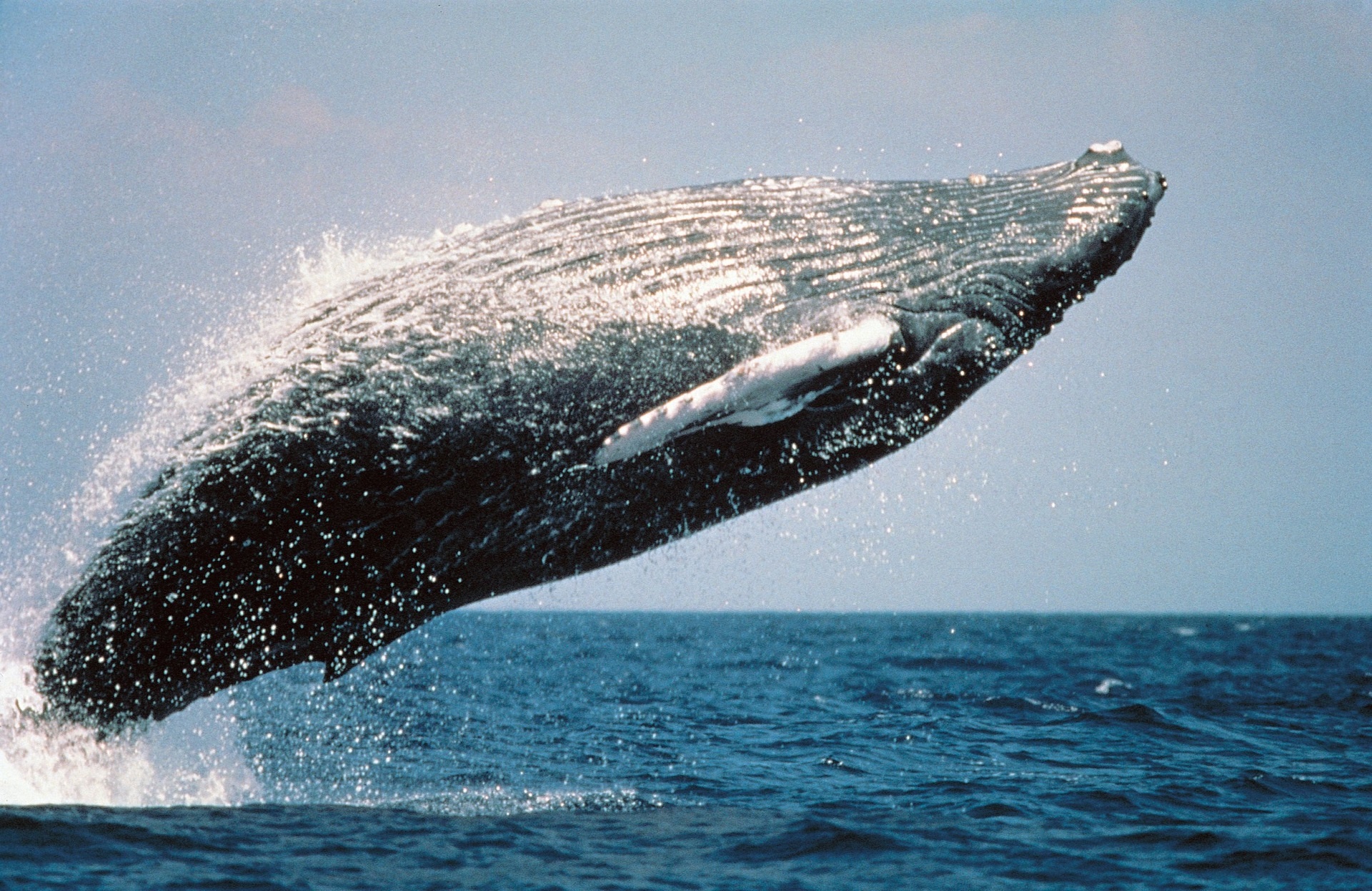 humpbackwhale