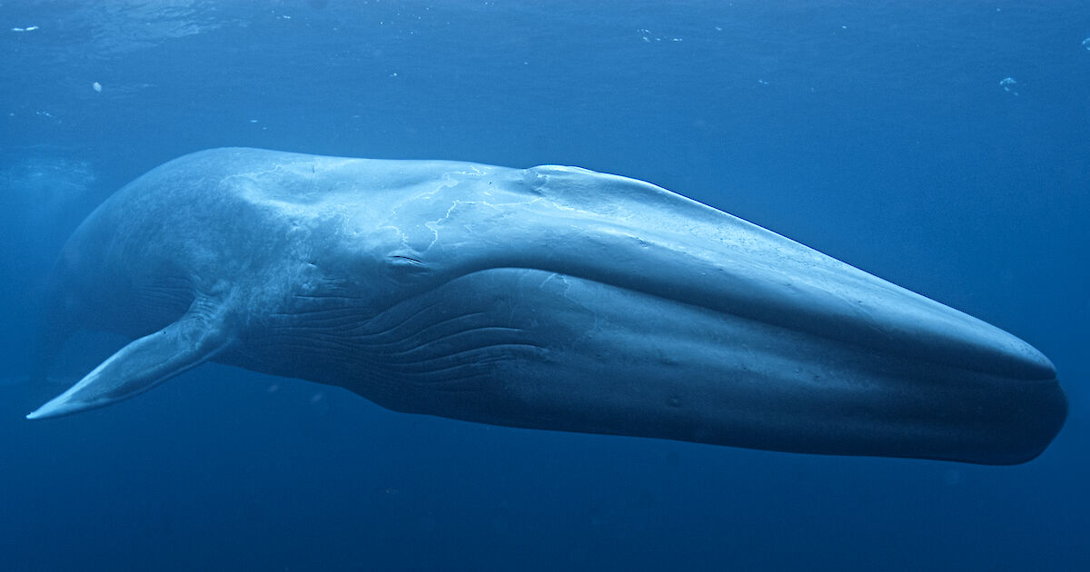 Blue whale swimming alone in the ocean.